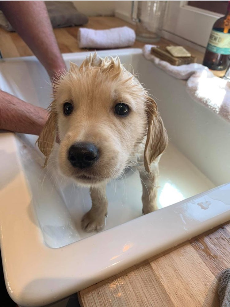 Barre Shampoing pour CHIEN avec huile de neem / DOG soap with neem oil