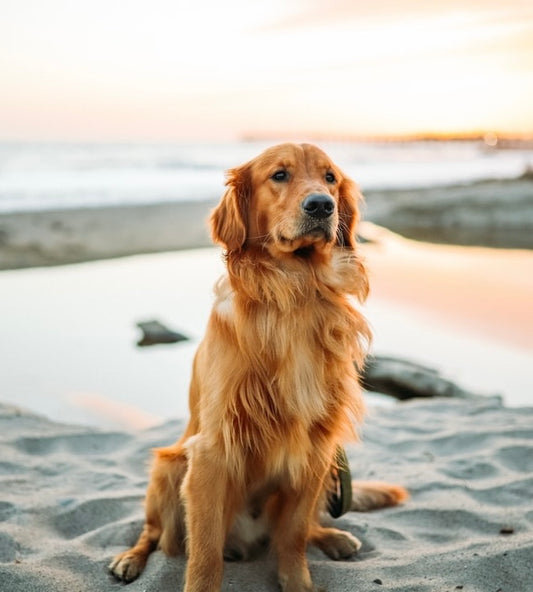 Barre shampoing pour chien ÉCHANTILLON GRATUIT / FREE SAMPLE dog soap