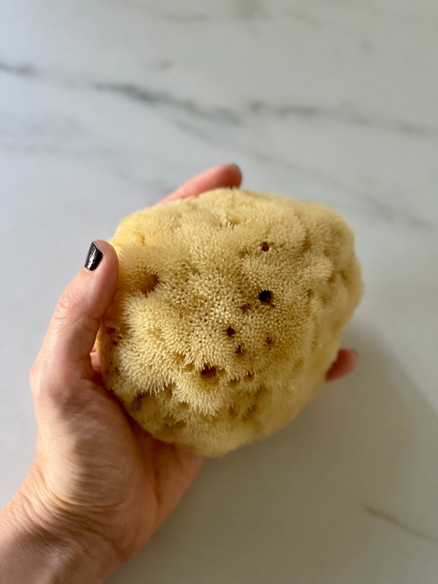 Éponge de mer naturelle DOUCE et DENSE / FINE SILK sea sponge